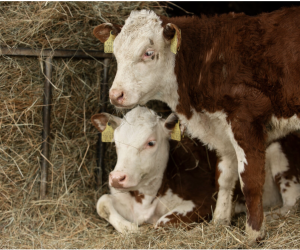 Gürsu Büyükbaş Hayvan Satışı | Ortaklar Besi Çiftliği ile Veteriner Kontrollü ve Yüksek Verimli Besi Çözümleri