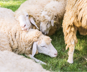 Gürsu Küçükbaş Hayvan Satışı | Ortaklar Besi Çiftliği ile Sağlıklı, Kayıtlı ve Yüksek Verimli Üretim