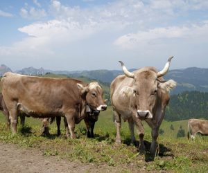 Gürsu Adaklık Satışı | Ortaklar Besi Çiftliği ile Sağlıklı, Küpeli ve Veteriner Kontrollü Adaklık Hizmeti