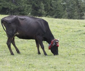 Gürsu Kurbanlık Satışı | Ortaklar Besi Çiftliği ile Sağlıklı, Küpeli ve Veteriner Kontrollü Büyükbaş & Küçükbaş Kurbanlık