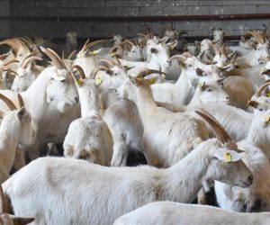 Gürsu Hayvancılık Hizmetleri | Ortaklar Besi Çiftliği ile Modern, Kontrollü ve Güvenilir Üretim