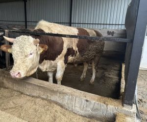 Gürsu Besi Çiftliği Hizmetleri | Ortaklar Besi Çiftliği ile Modern, Kontrollü ve Yüksek Verimli Üretim