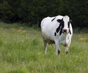 Gürsu Kurbanlık Kesim Hizmeti | Ortaklar Besi Çiftliği ile Hijyenik, Yönetmeliklere Uygun ve Profesyonel Organizasyon